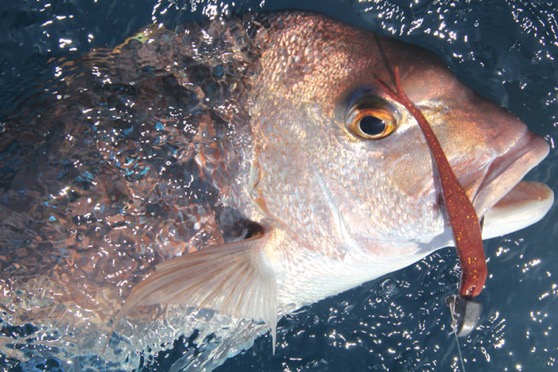 Latest fishing reports