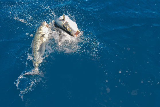 Netting and gaffing your catch