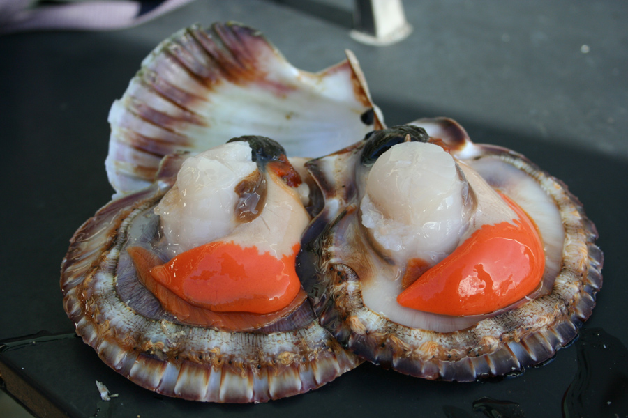 Proposed Scallop Closure