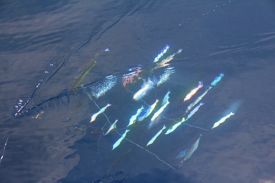 Gamefishing using dredges and teasers The Fishing site