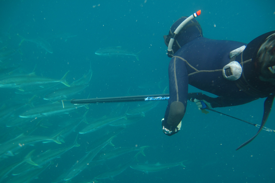 Spearfishing kingfish The Fishing site