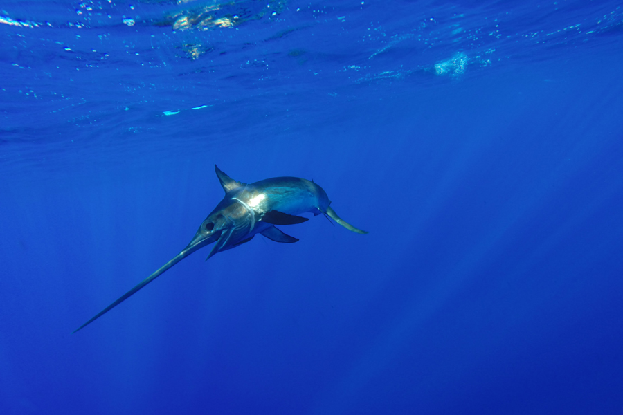 Broadbill Swordfish - Tips from the Experts