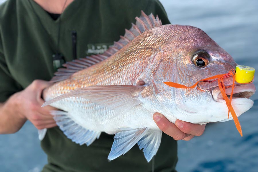 Shallow Water Lures for Snapper The Fishing site