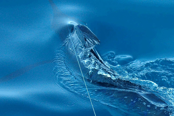BoI Swordfish Club Icebreaker Tournament  - 28th and 29th December 2015