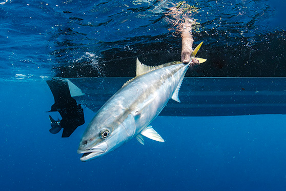 Do Released Fish Survive?