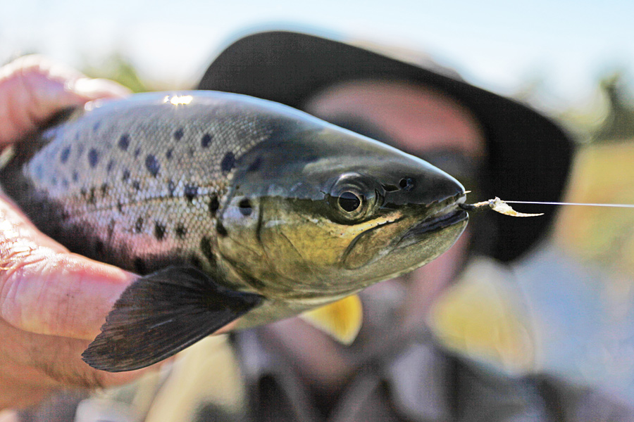Fly tying - lethal trout patterns