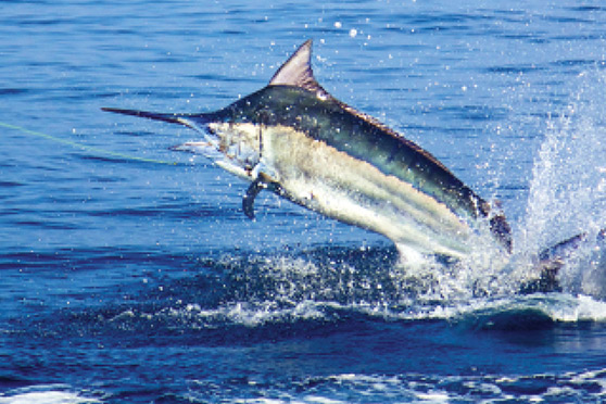Black Marlin in NZ - The Fishing Website