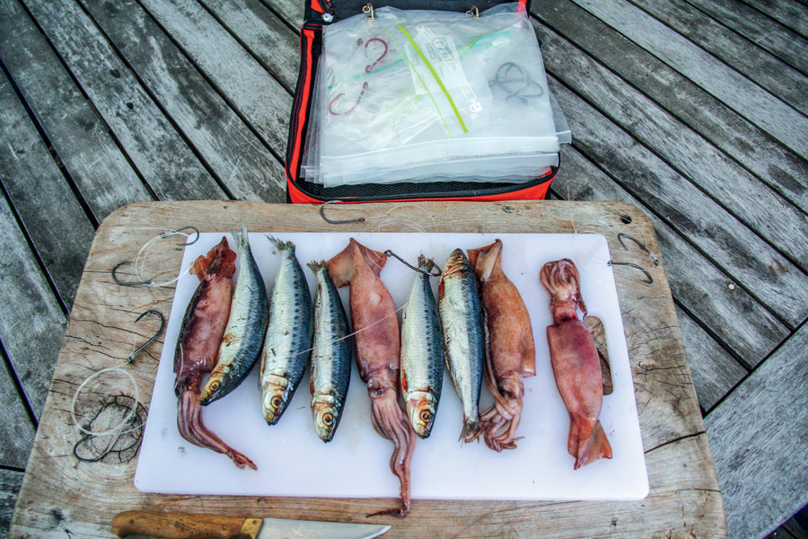 How to catch snapper using pilchards and squid - The Fishing Website