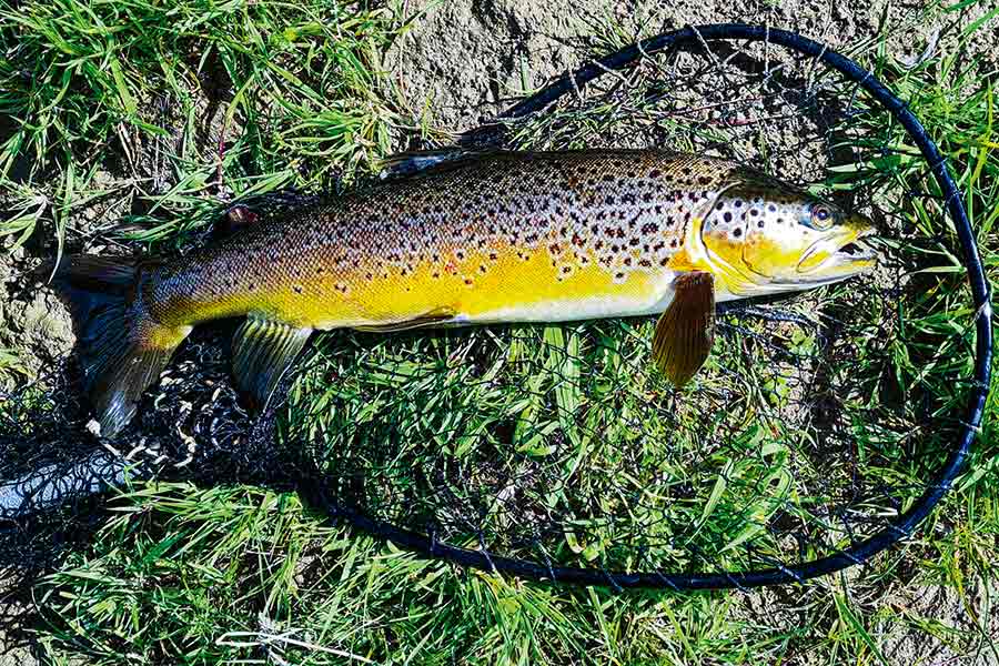 Fishing the Weed-lines for Trout