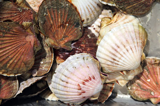 Scallop Measurer
