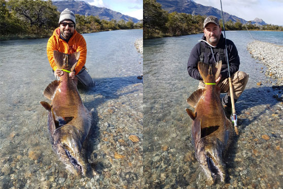 90 Pound Glacier King Salmon Landed in Argentina