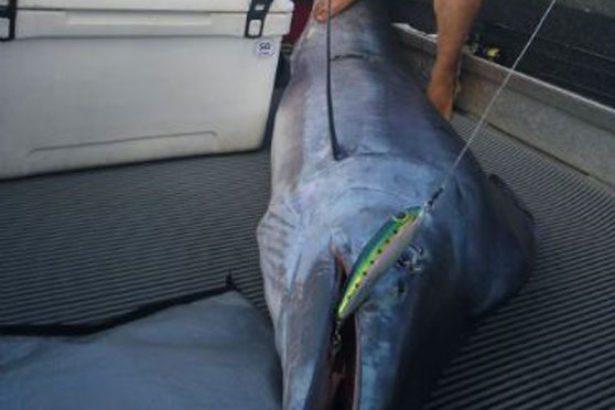 Striped Marlin Caught on Stickbait