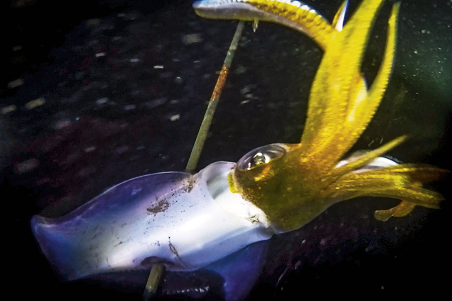 Spearing Squid At Night