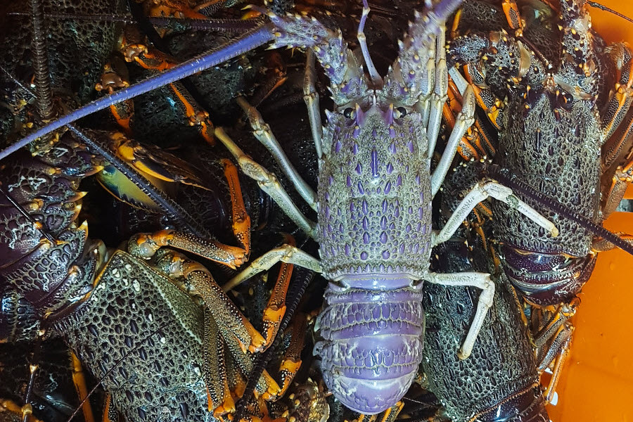 Understanding Crayfish The Fishing site