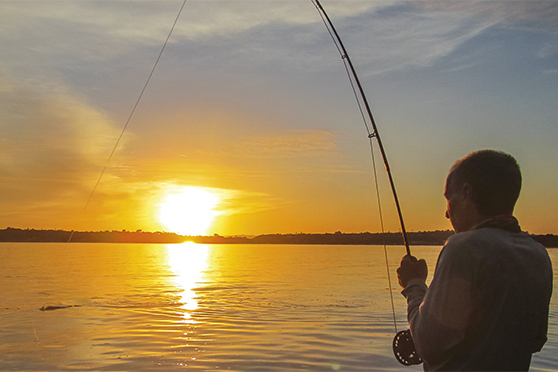 Auckland's shallow water kingfish
