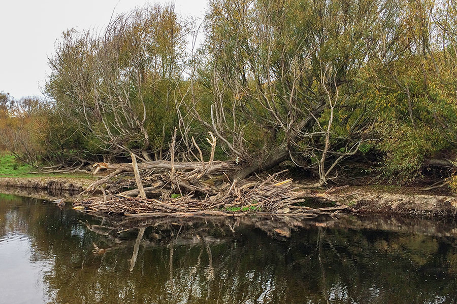 Fishing the Pomahaka River
