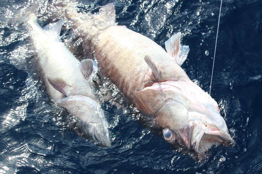 Fisheries TAC Set