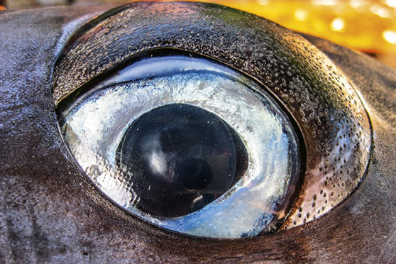 Can marlin see colour?