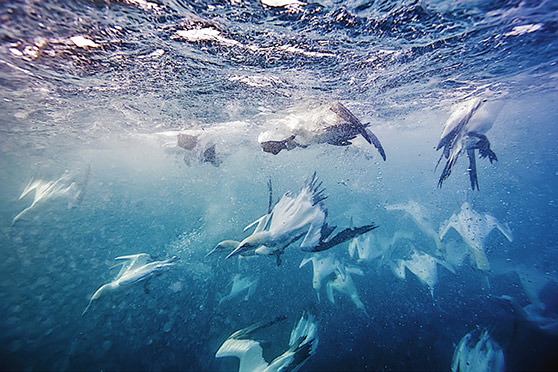 Fishing Workups from Gannet Activity