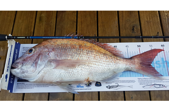DB Export NZ Fishing Comp - October update