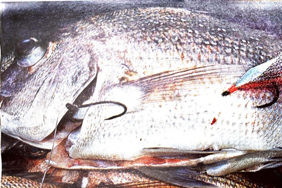 Black Magic Flasher and Strayline Rigs (2003) - The Fishing Website