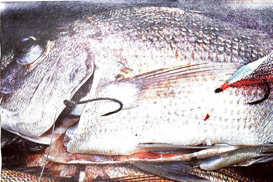 Black Magic Flasher and Strayline Rigs (2003) - The Fishing Website