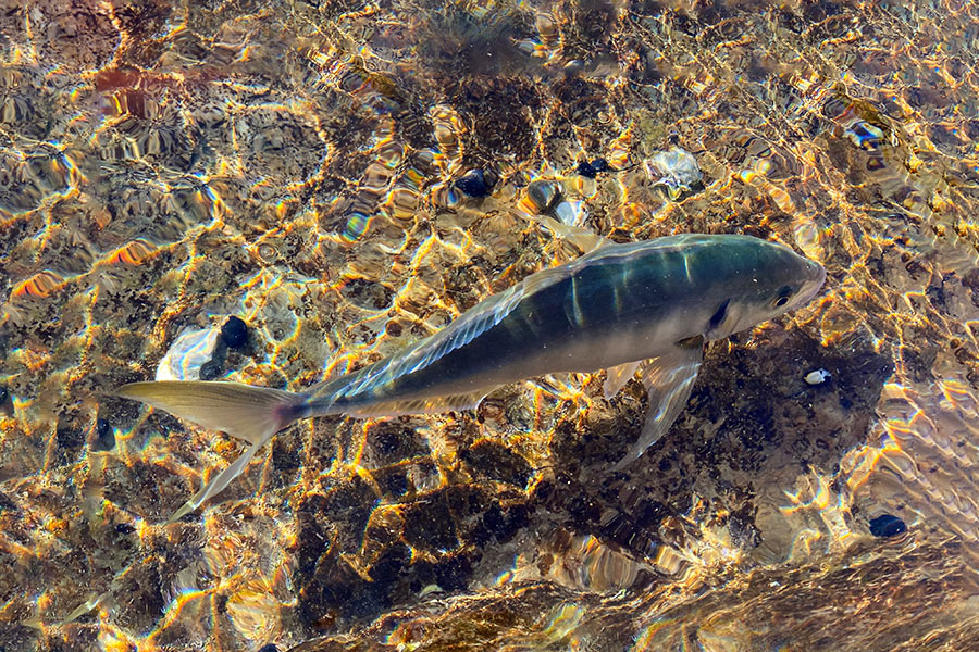 Fishing for Trevally in Spring
