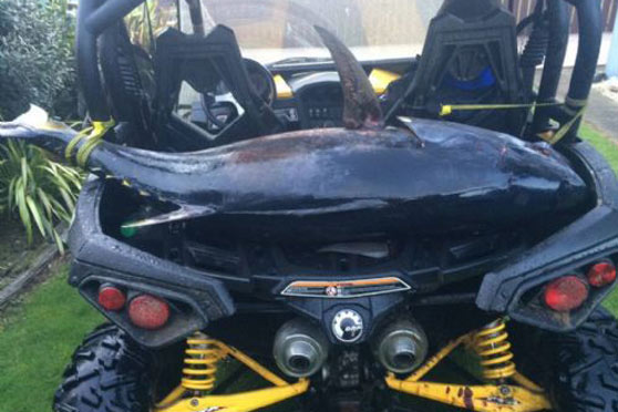 Massive Tuna Wrestled From Surf