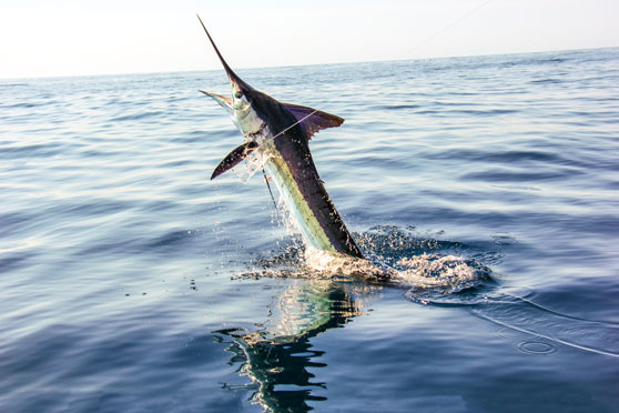 Striped marlin fishing in Mexico - The Fishing Website