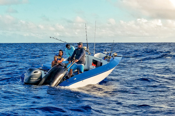 First Rarotongan grander