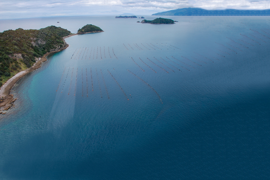 Fishing the mussel farms The Fishing site