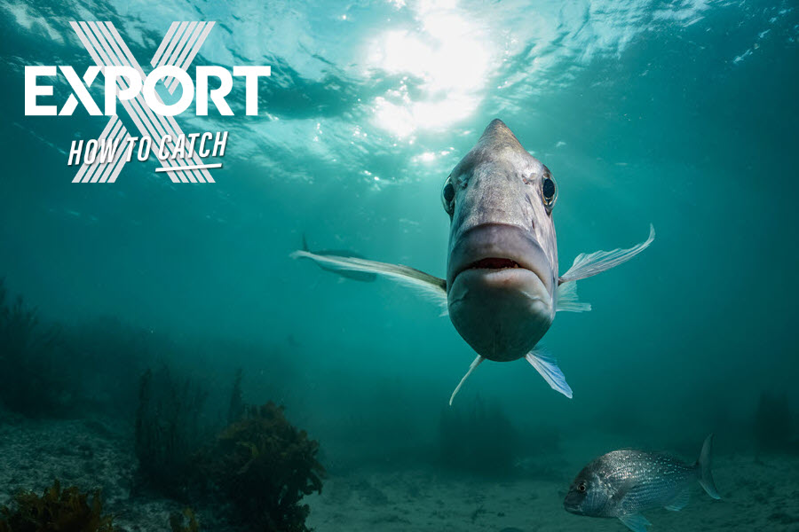 All New Series Export How to Catch The Fishing site