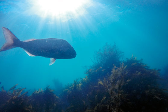 How snapper stocks are being managed