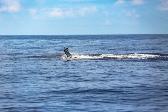 Chasing the elusive blue marlin