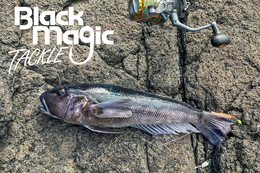 Blue Cod