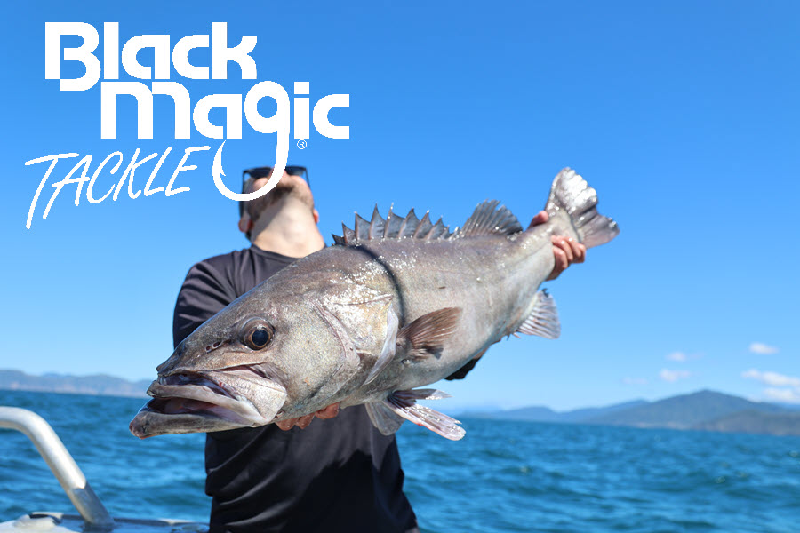 Hāpuku/Bass
