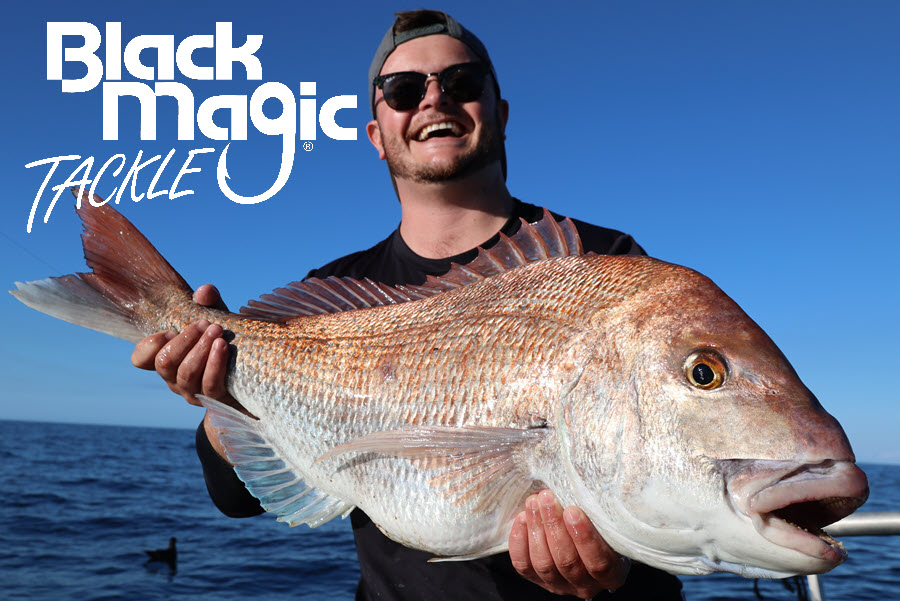 Snapper
