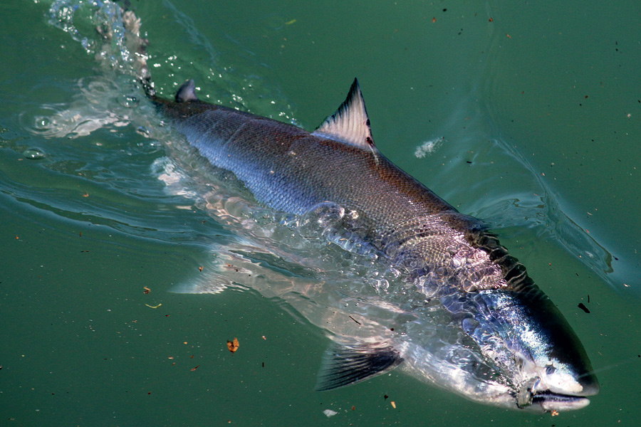 Salmon fishing tips