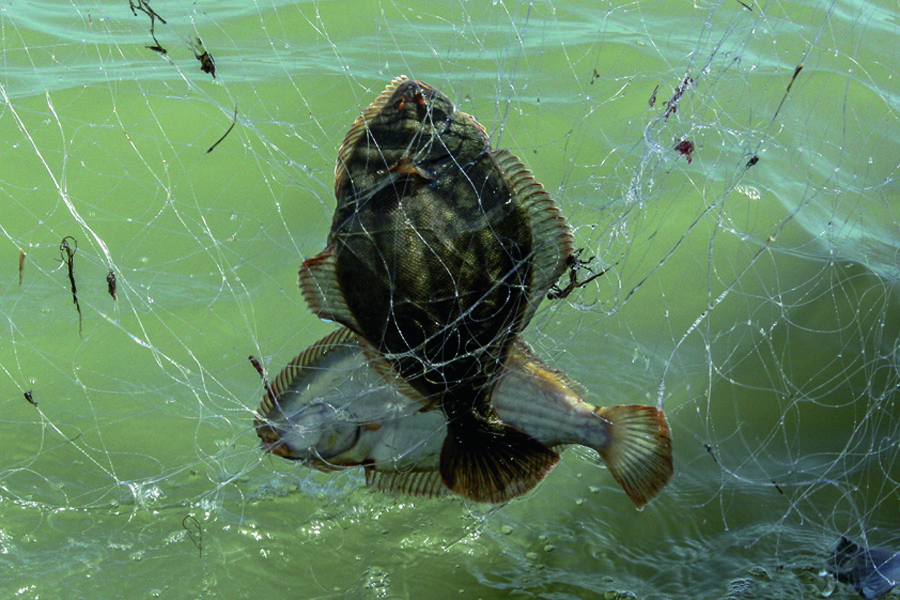 Netting flounder - tips and techniques - The Fishing Website
