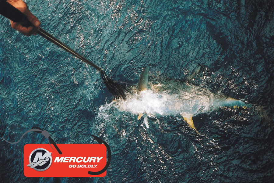 Norfolk Island Fishing Report February 11th, 2022 The Fishing site