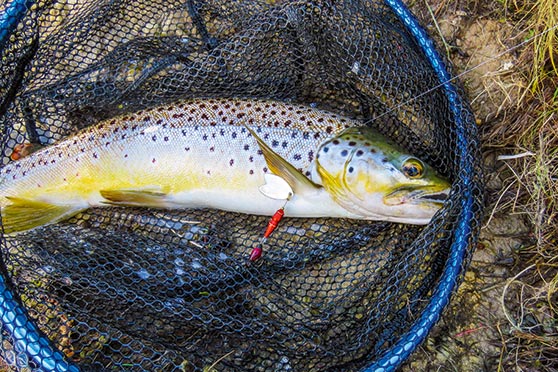 Casting Tactics for Trout